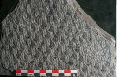 Foto (Detailansicht) von Lepidodendron sp.  (NHMW-GEO-2024-0188-11029)